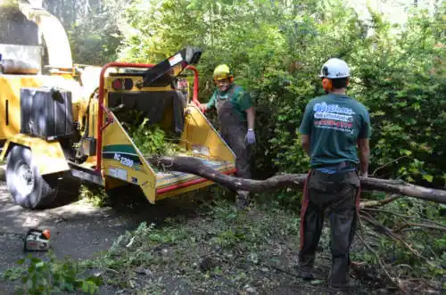 tree services Lewis